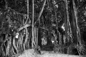 <b>Sanjay Das</b><br>Shaka Proshakha<br>Archival Print on Paper <br>48 x 32 Inches<br>2021