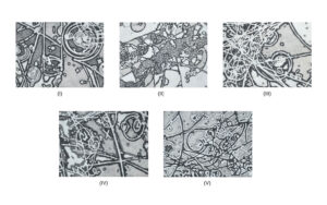 <b>Parvathi Nayar</b><br>Entangled Reality I, II, III, IV, V<br> Hand-Drawn Graphite on Wooden Panels<br>6 x 8 x 15 Inches (each panel size)<br>Unknown